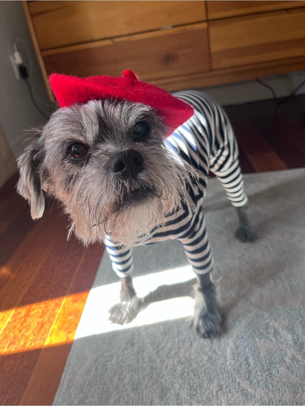 NWT adorable French jumpsuit with turtleneck and Red Beret for small-medium dog